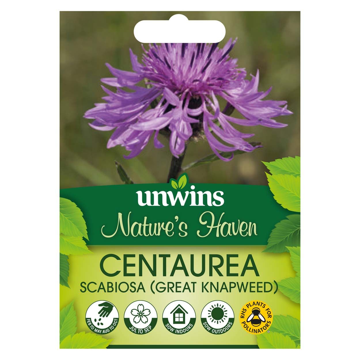NH Great Knapweed
