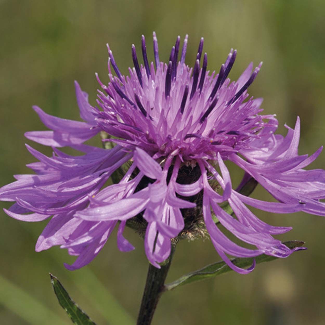 NH Great Knapweed