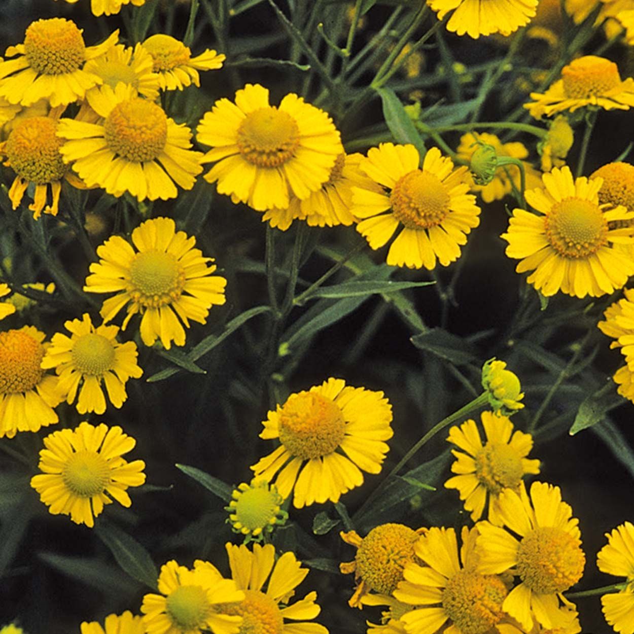 NH Helenium Helena Gold