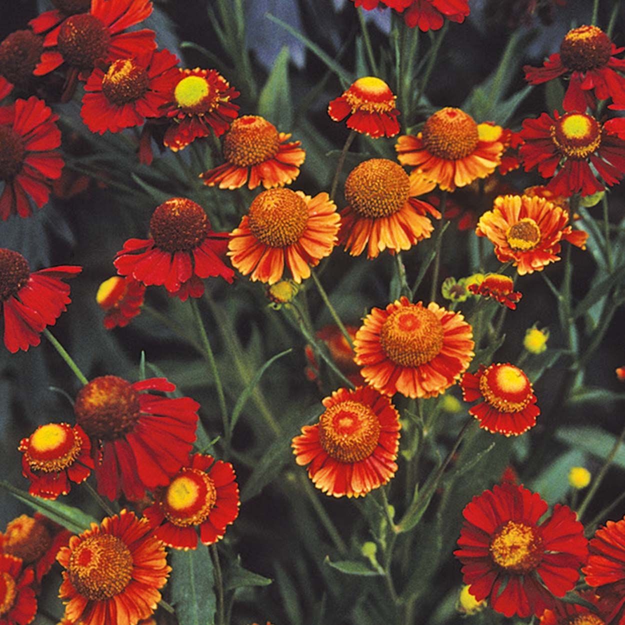 NH Helenium Helena Red Shades