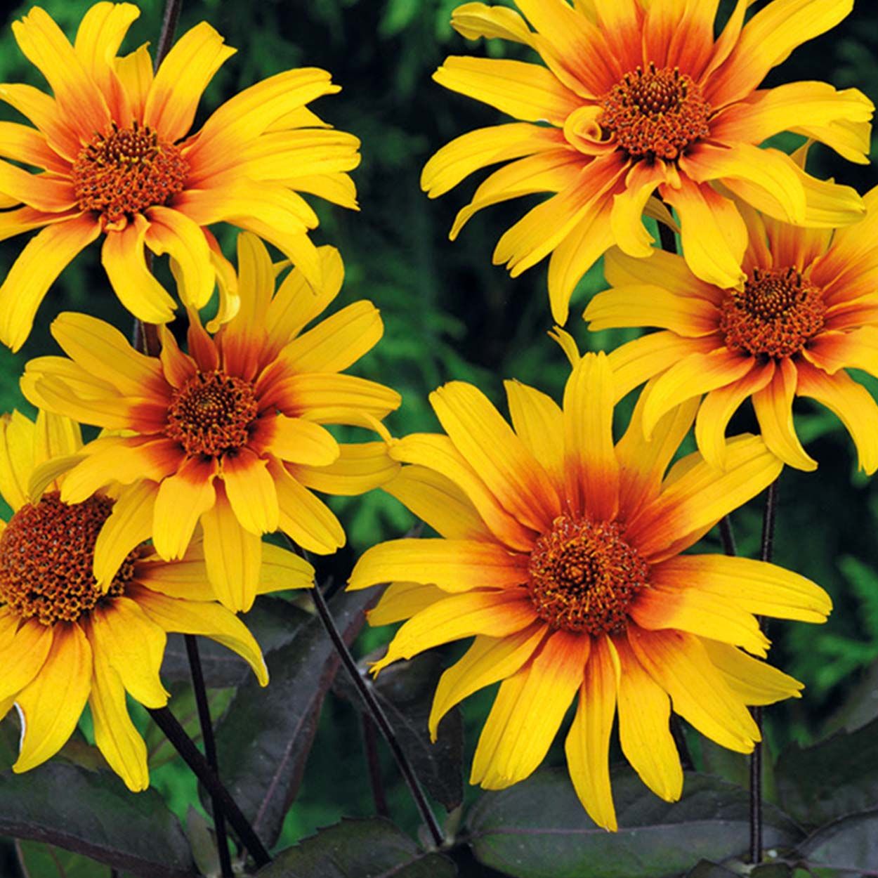 NH Heliopsis Burning Hearts
