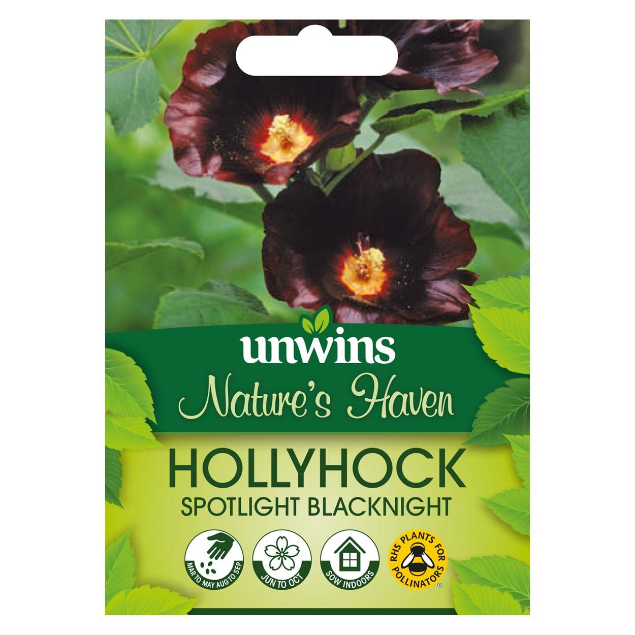 NH Hollyhock Spotlight Blacknight