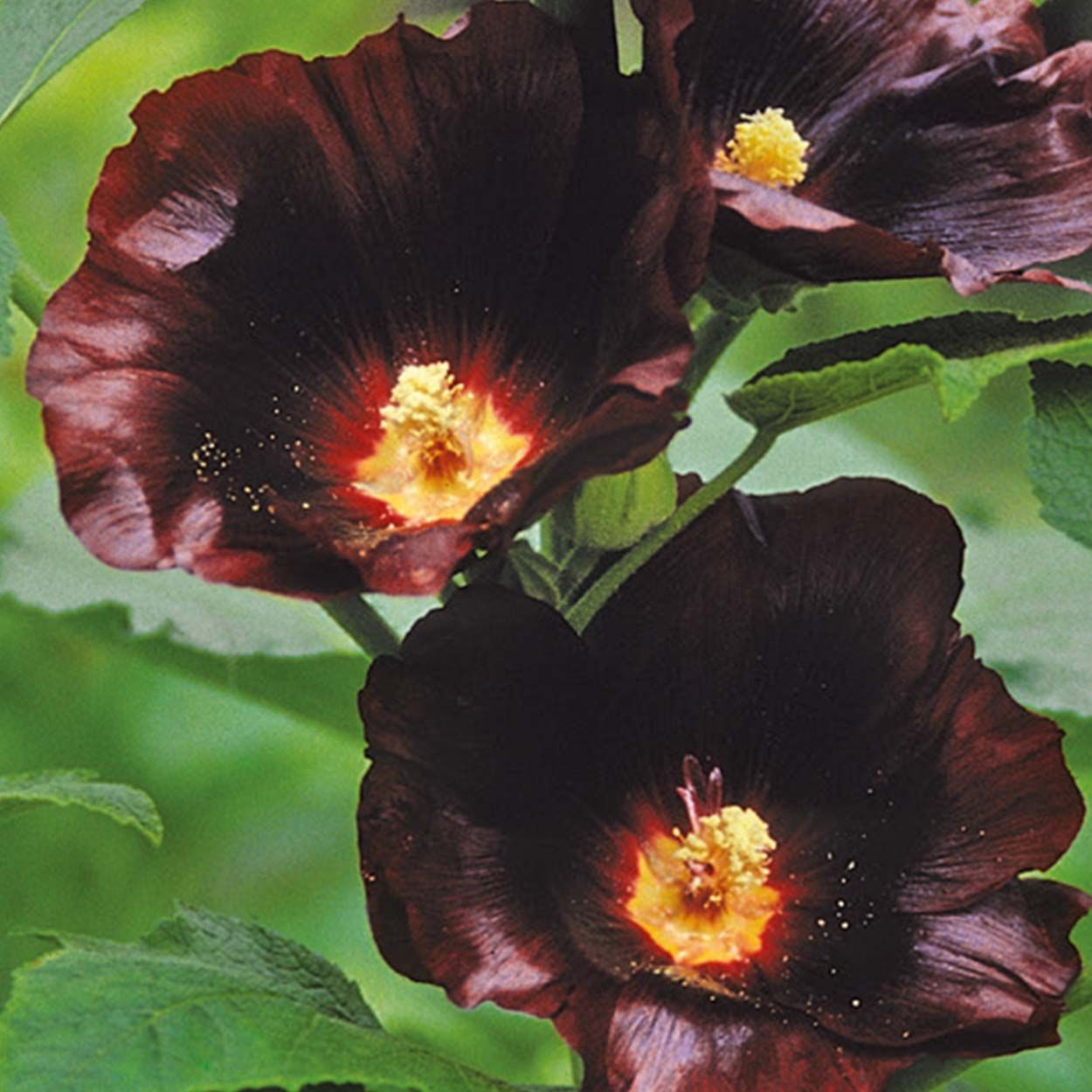 NH Hollyhock Spotlight Blacknight
