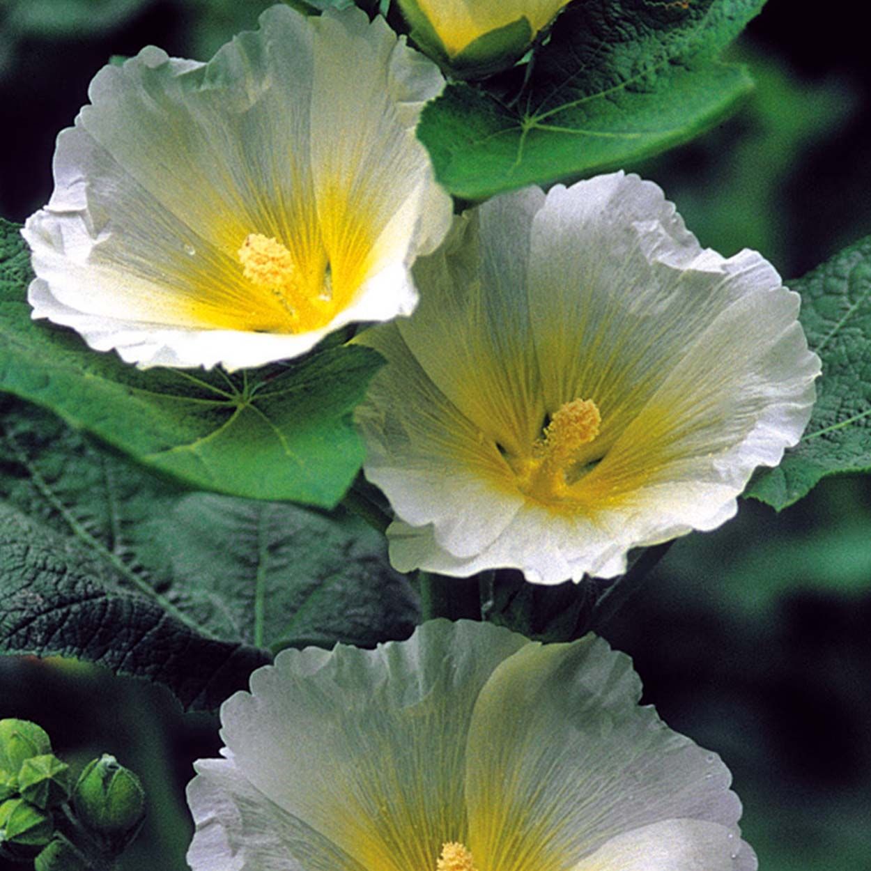 NH Hollyhock Spotlight Polarstar