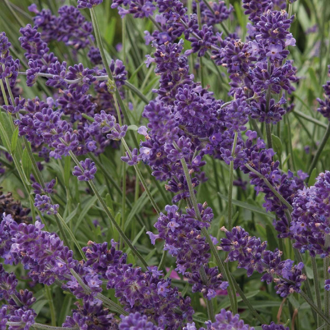 NH Lavender Ellagance Purple
