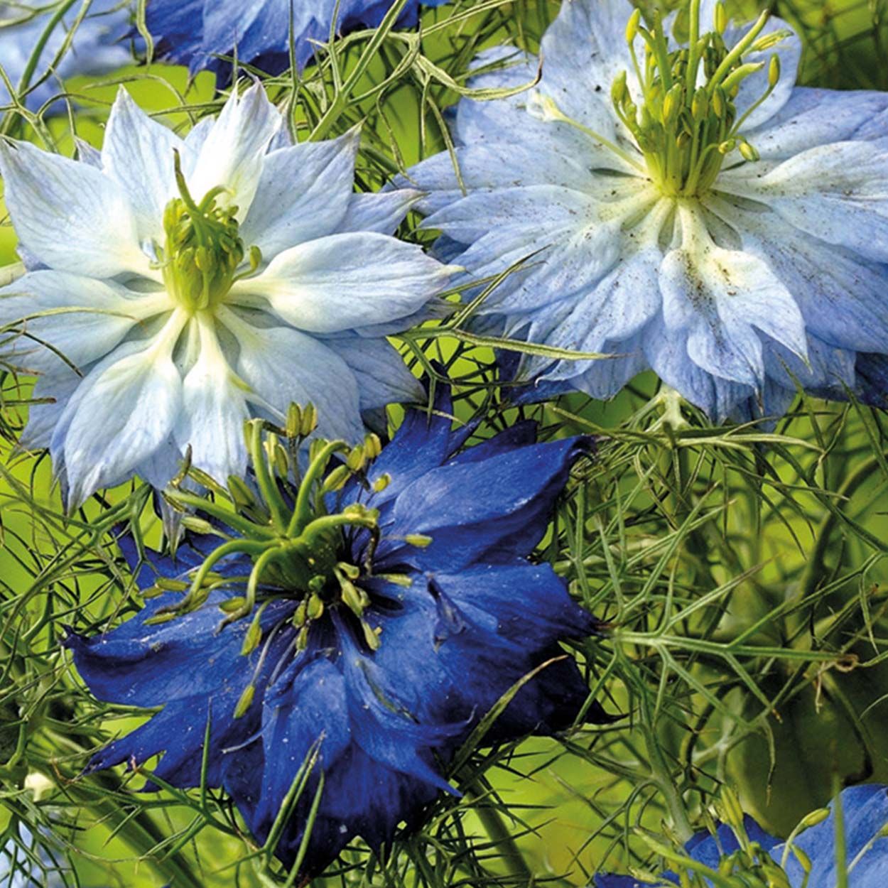 NH Love in a Mist Moody Blues