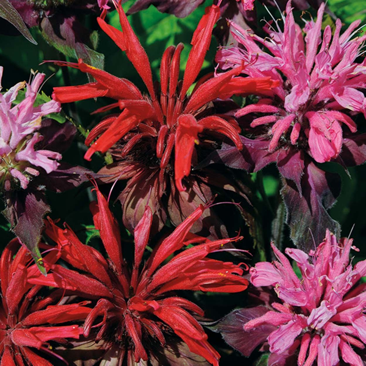 NH Monarda didyma Red Shades Panorama Red
