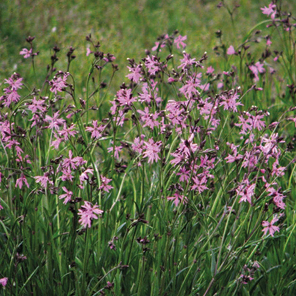 NH Ragged Robin