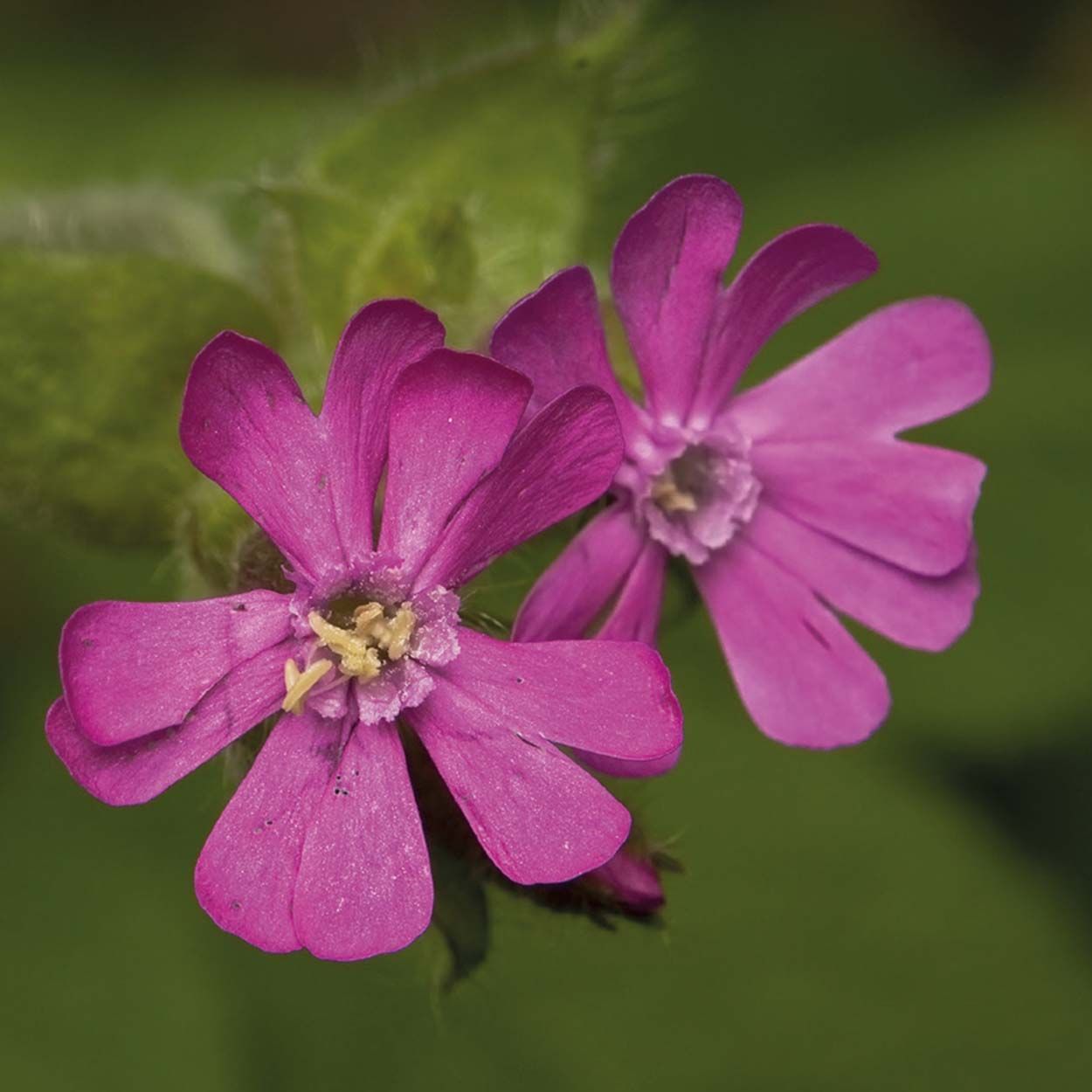 NH Red Campion