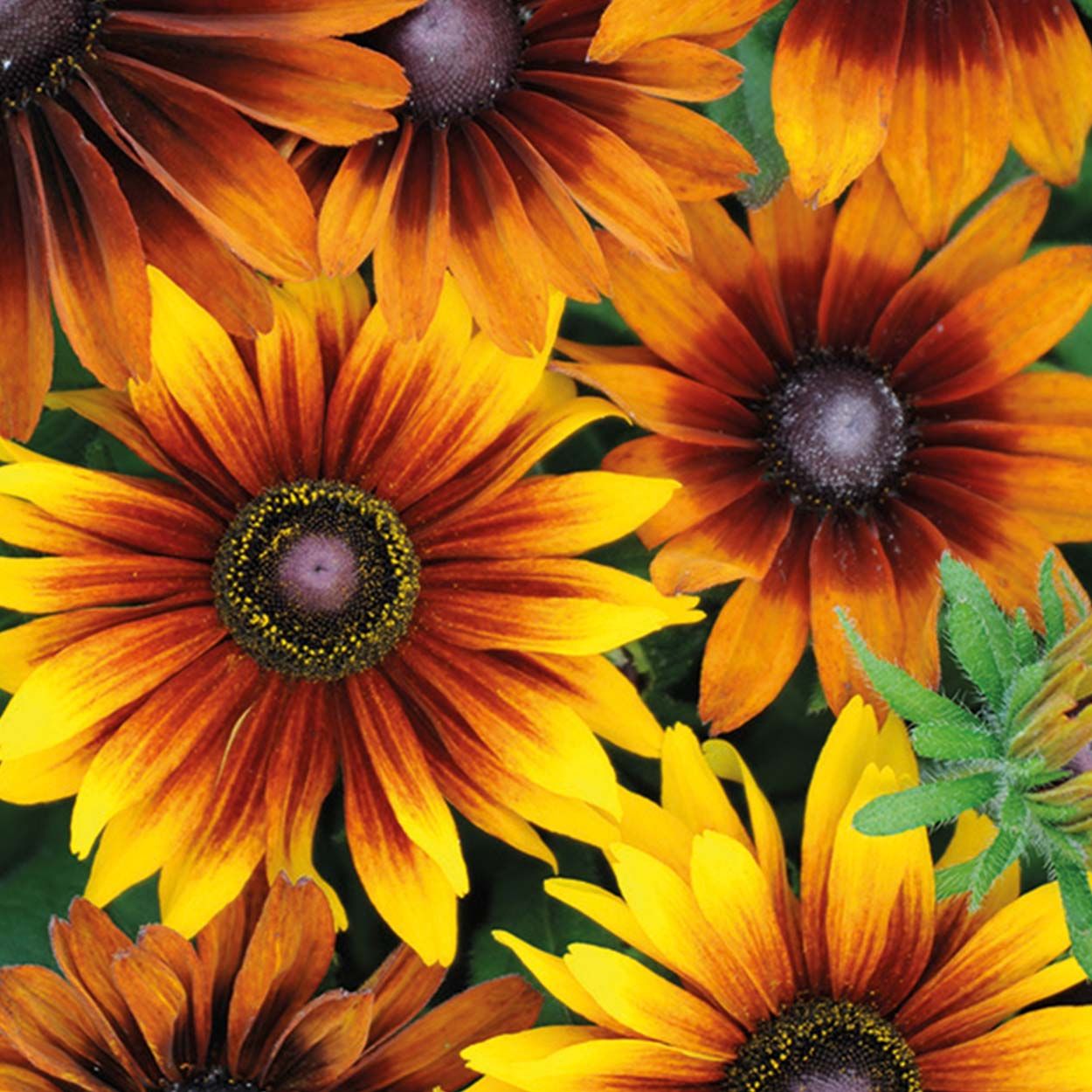 NH Rudbeckia Autumn Colours