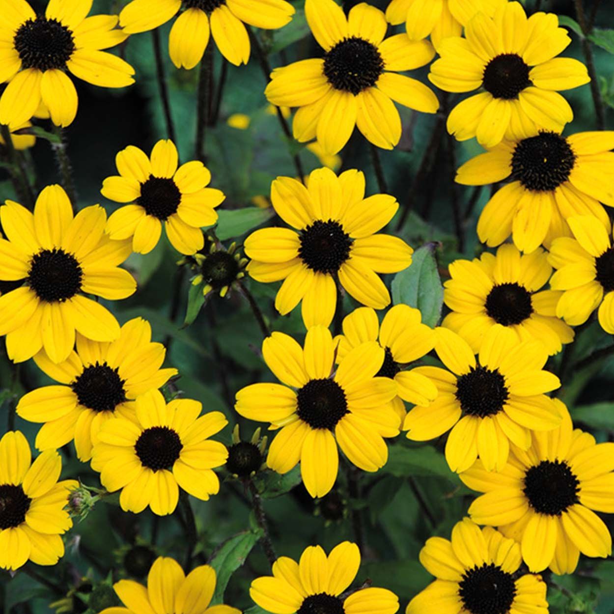 NH Rudbeckia Blackjack Gold