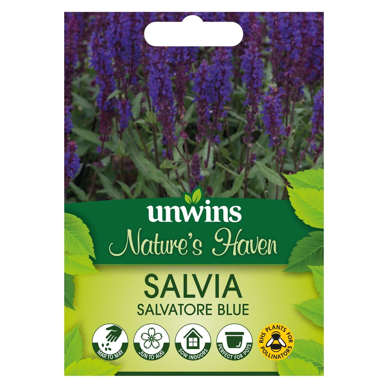NH Salvia Salvatore Blue