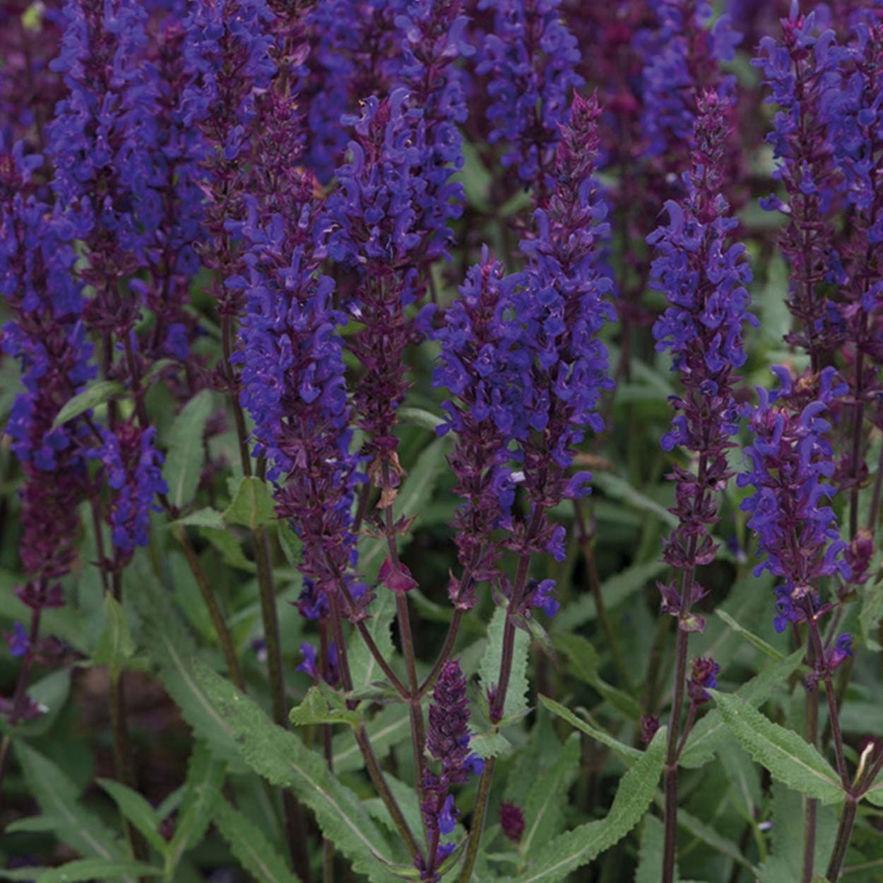NH Salvia Salvatore Blue