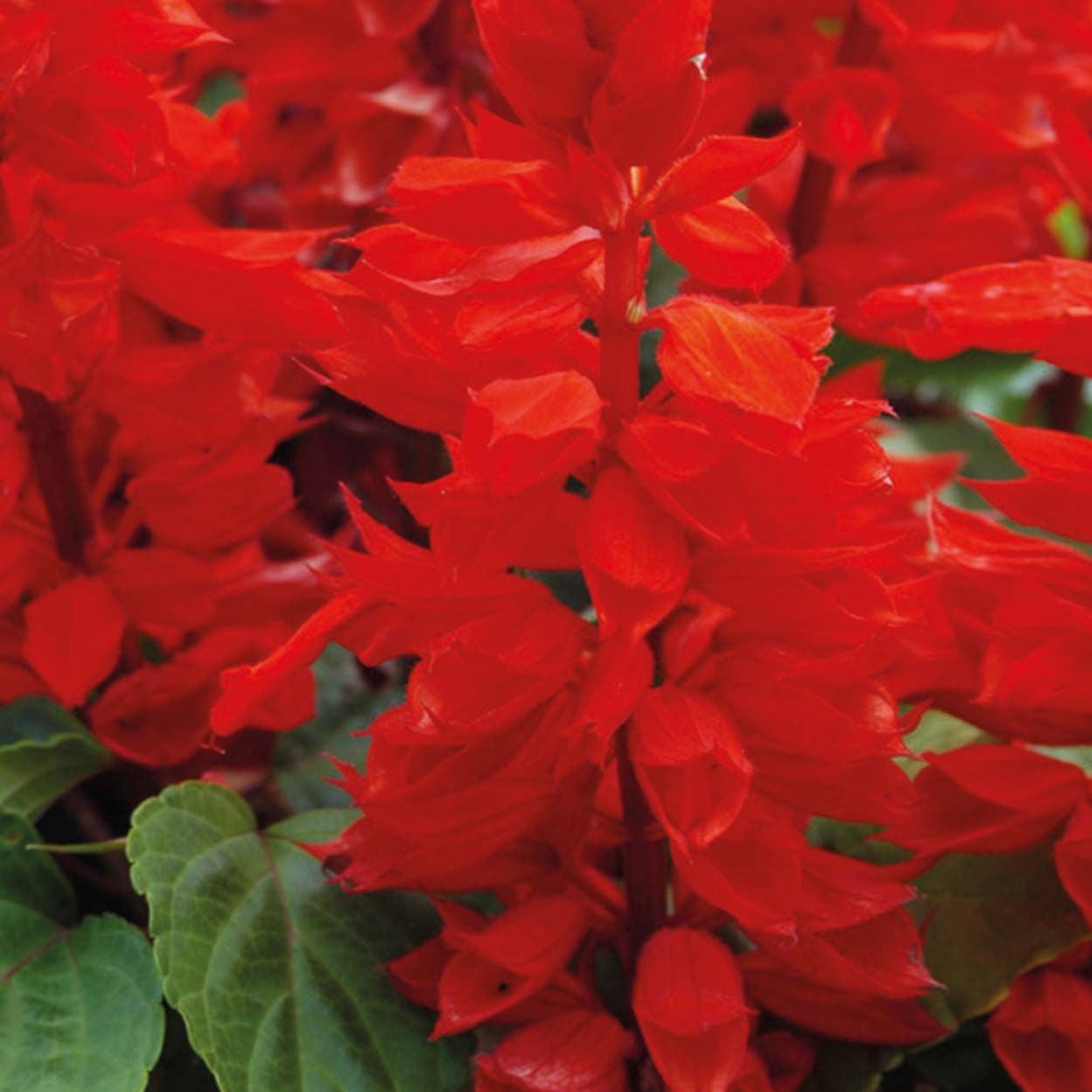 NH Salvia Vista Red