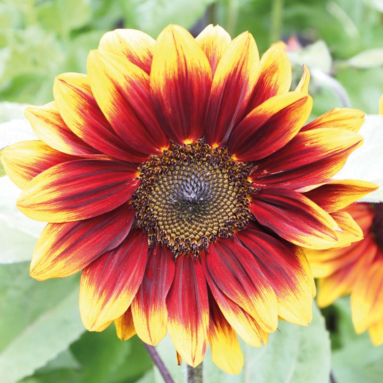 NH Sunflower Soleil Red