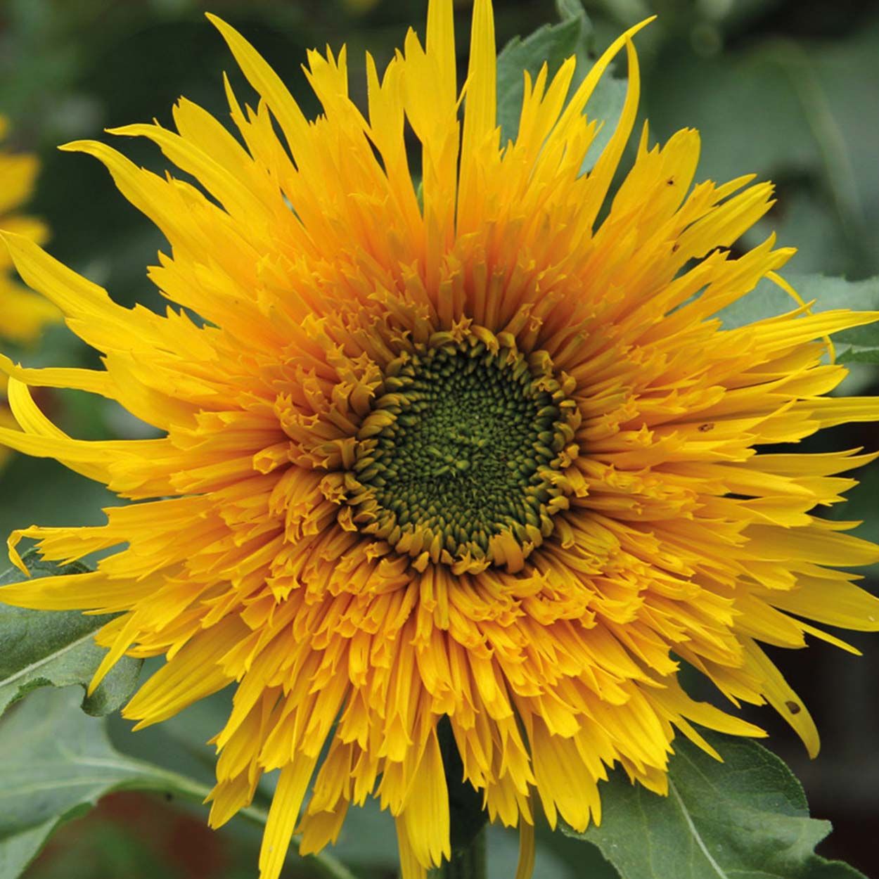 NH Sunflower Star Gold