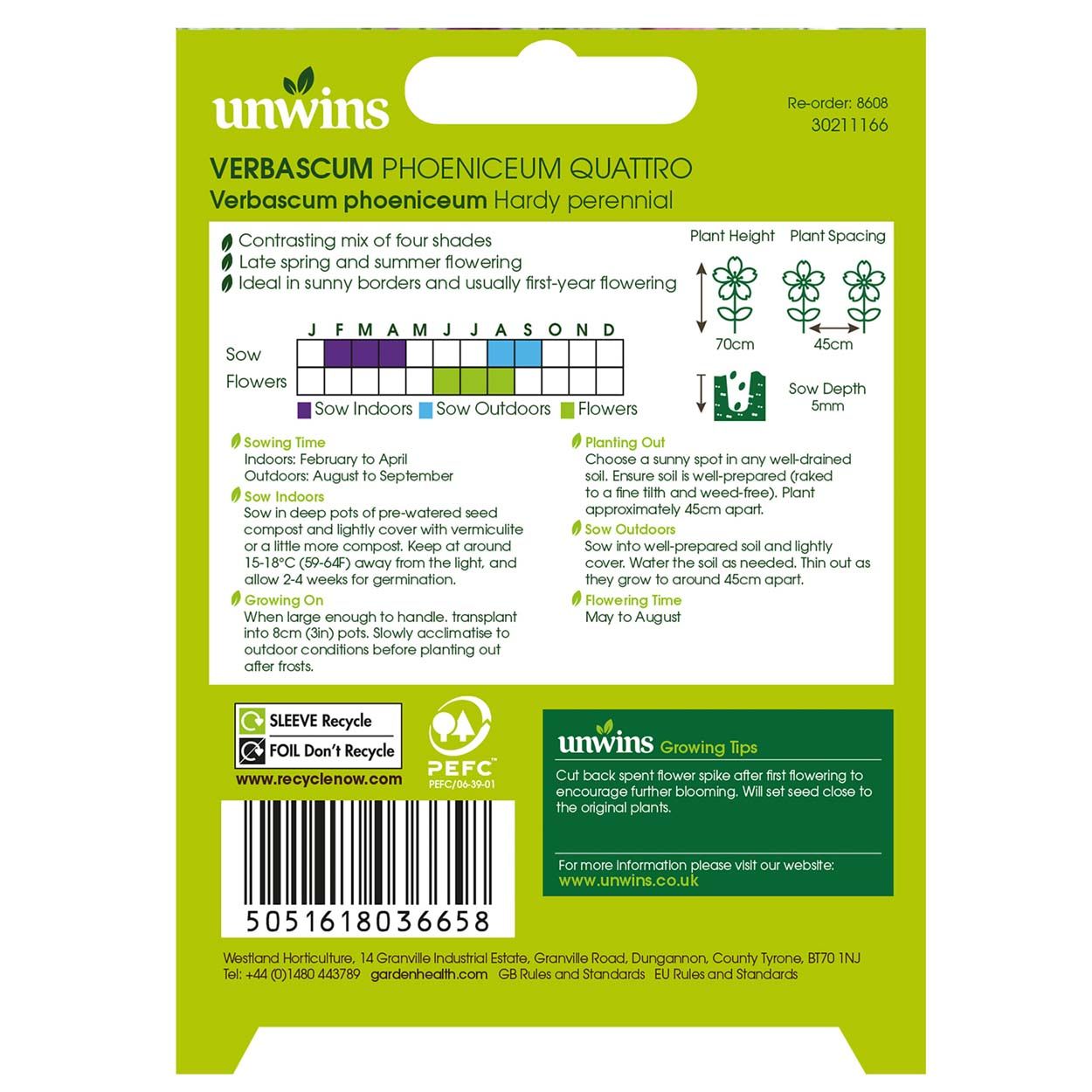 NH Verbascum Phoeniceum Quattro