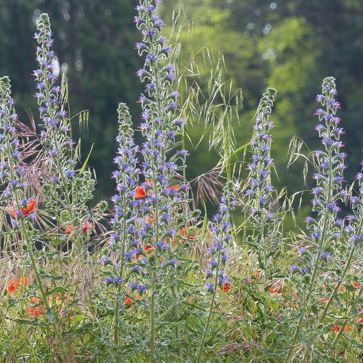 NH Viper's Bugloss