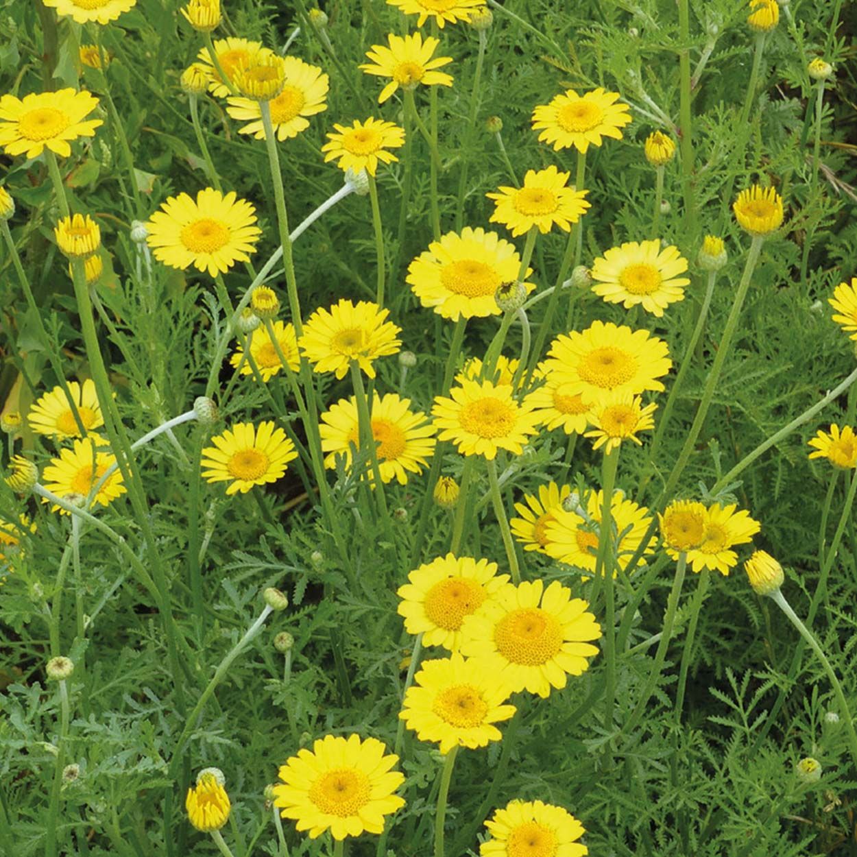 NH Yellow Chamomile