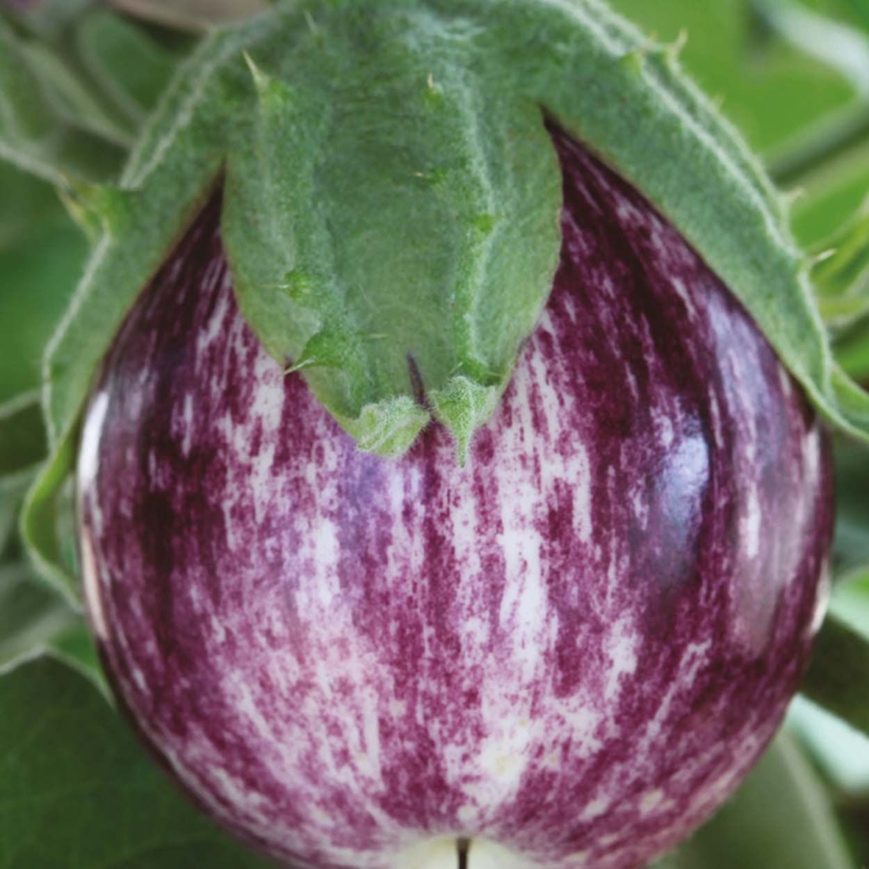 Aubergine Pinstripe F1