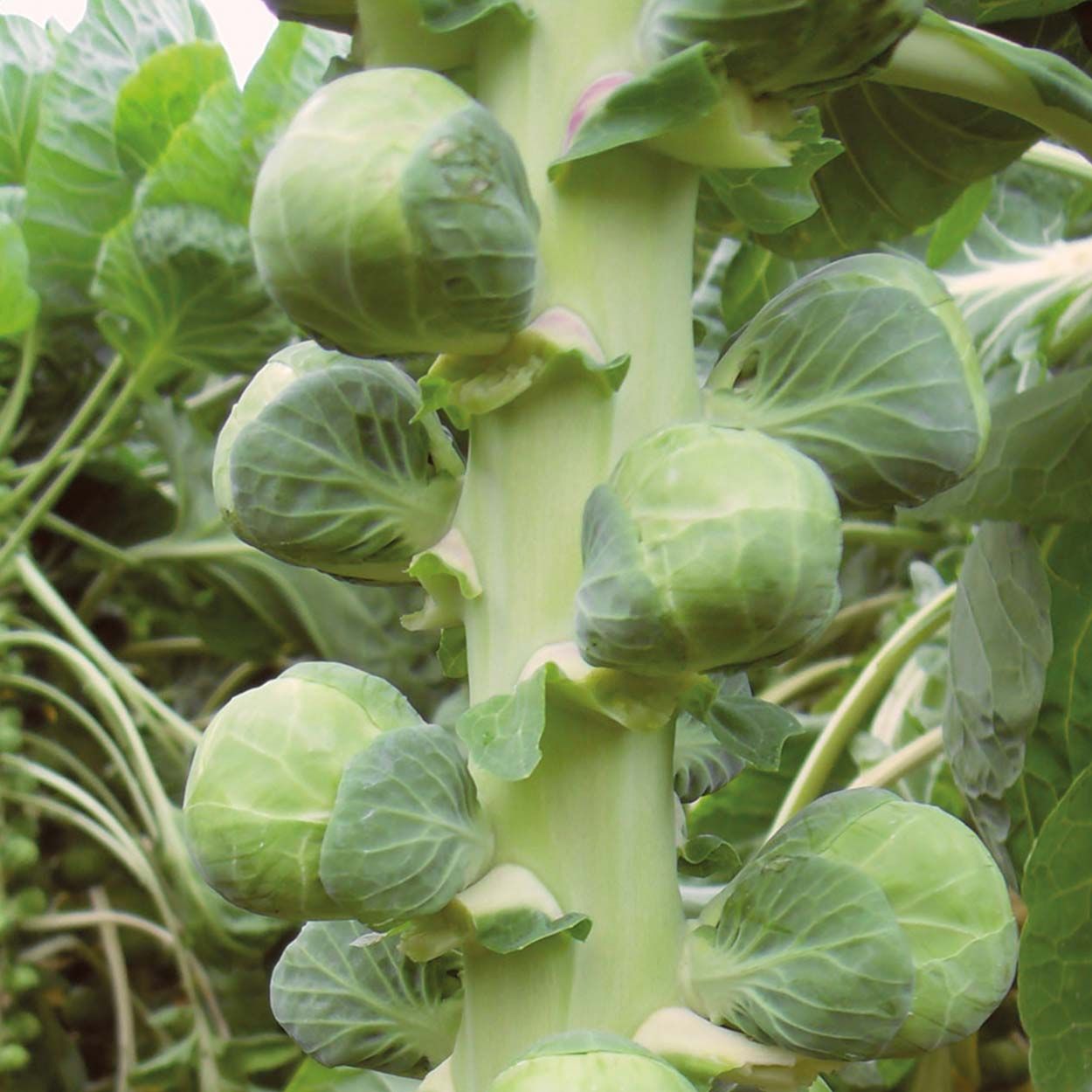 Brussels Sprout Nautic F1 (Organic)