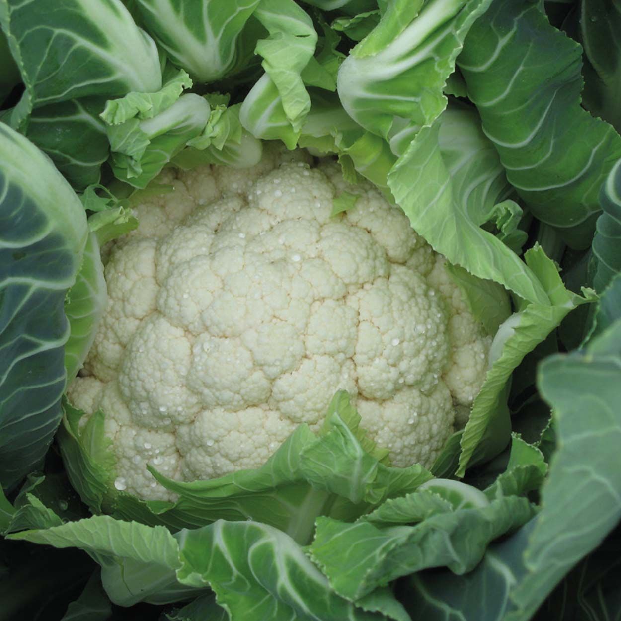 Cauliflower Medallion F1 (Organic)