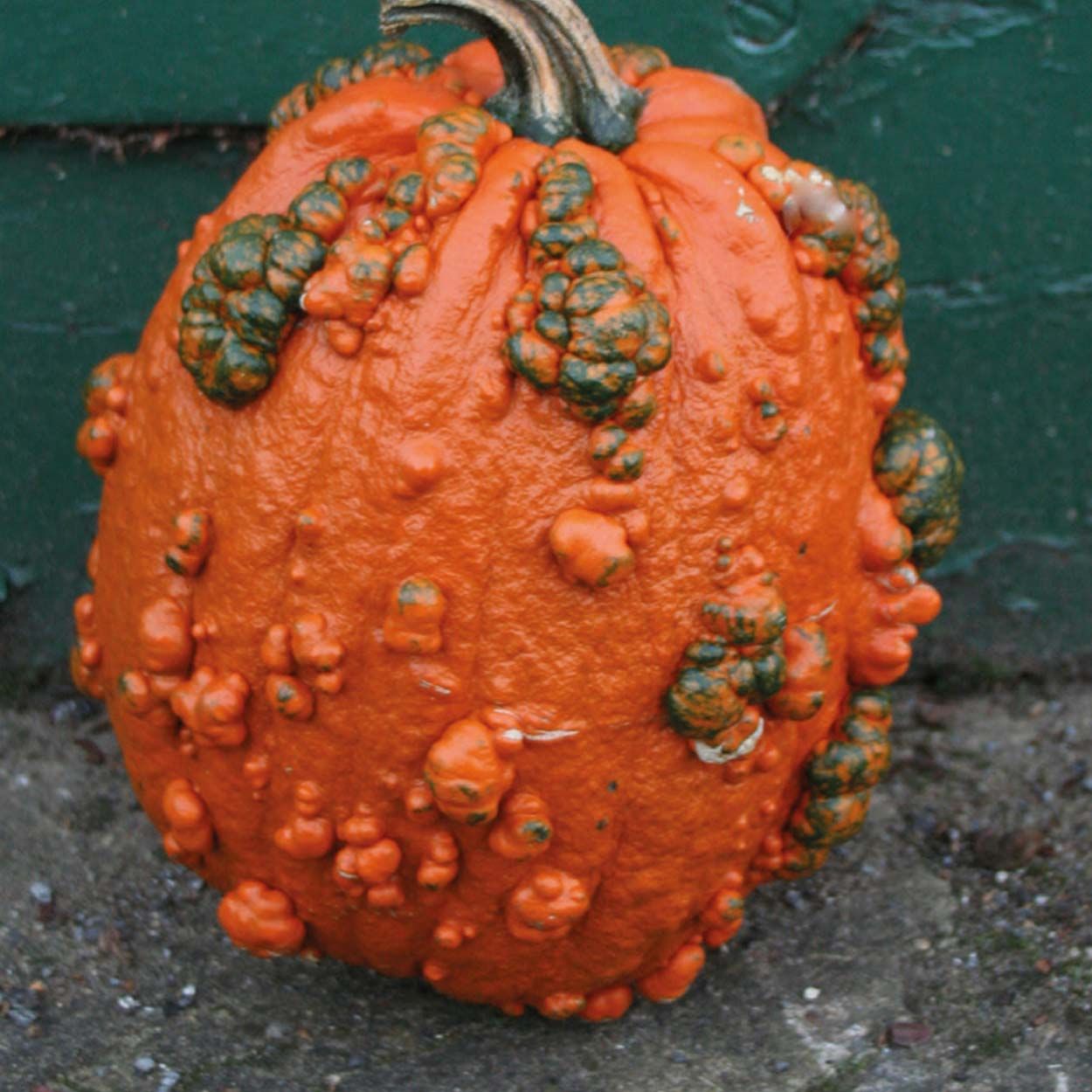 Pumpkin Goosebumps F1