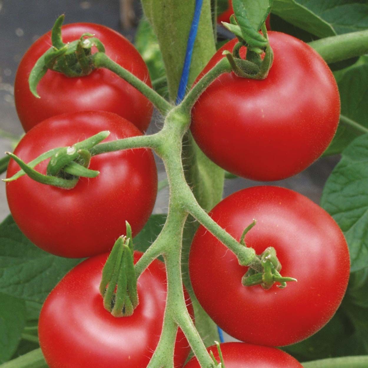 Tomato (Round) Matina (Organic)
