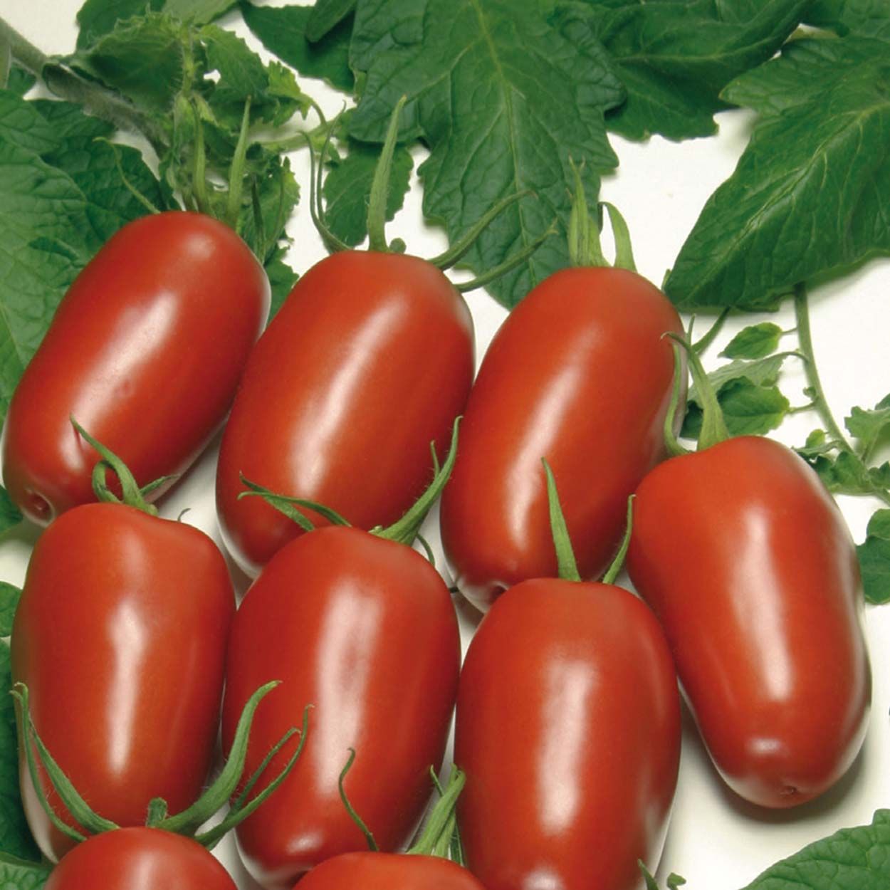 Tomato Agro F1 (Organic)