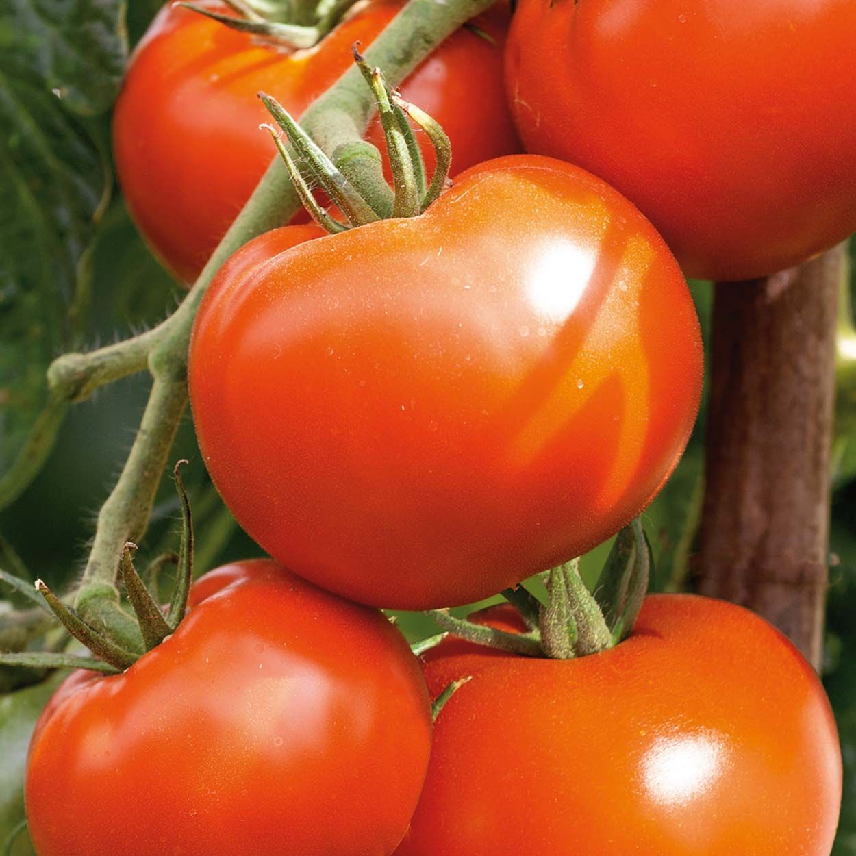 Tomato Hamlet F1 (Organic)