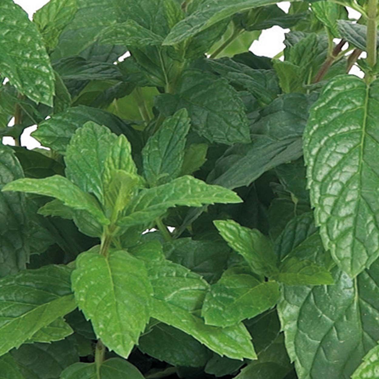 Herb Peppermint