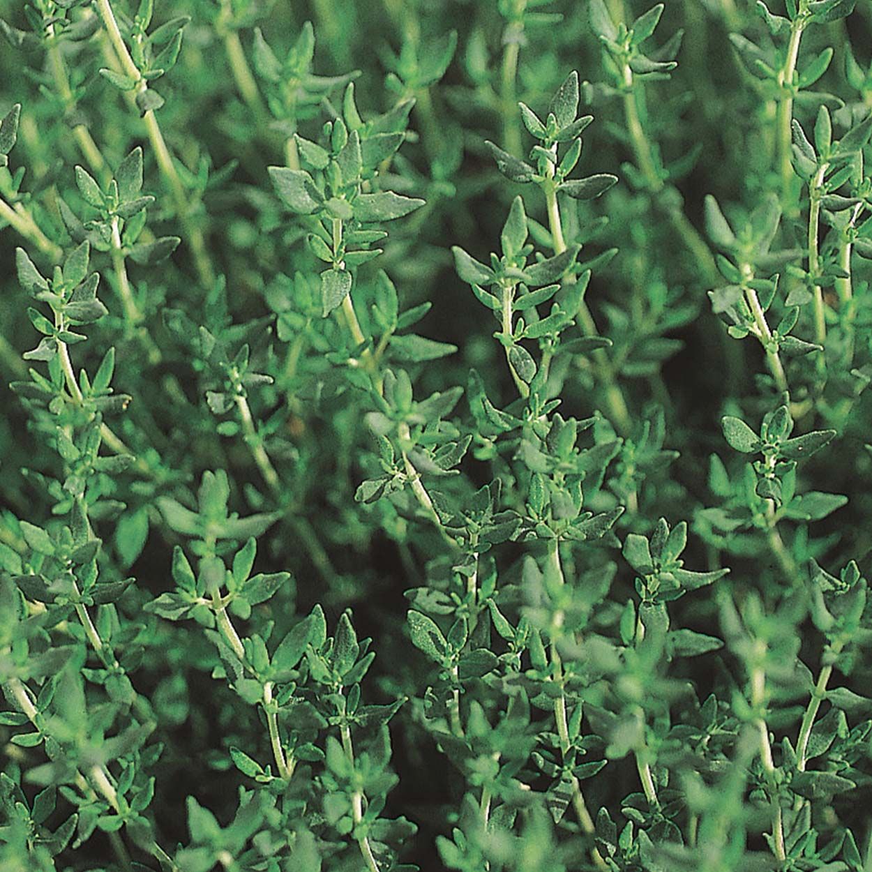 Herb Thyme Winter (Organic)