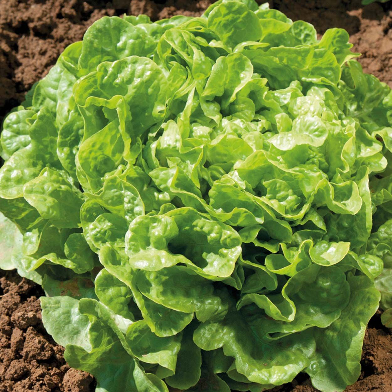 Lettuce Kyrio (Oak Leaf Green)