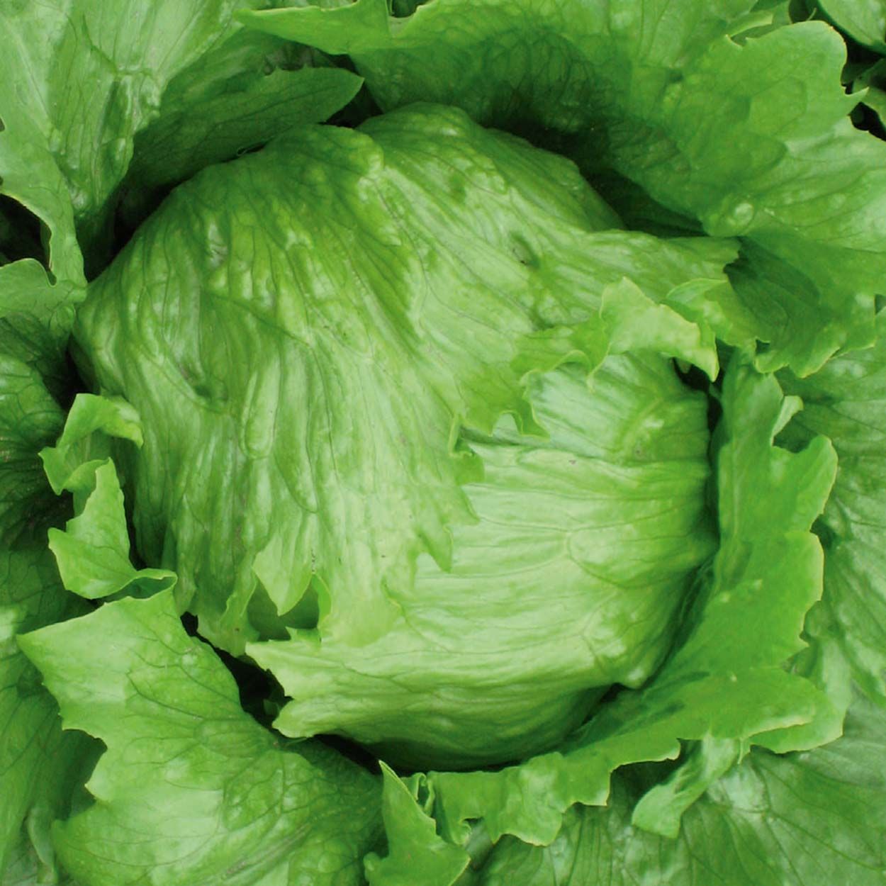 Lettuce Robinson (Iceberg)