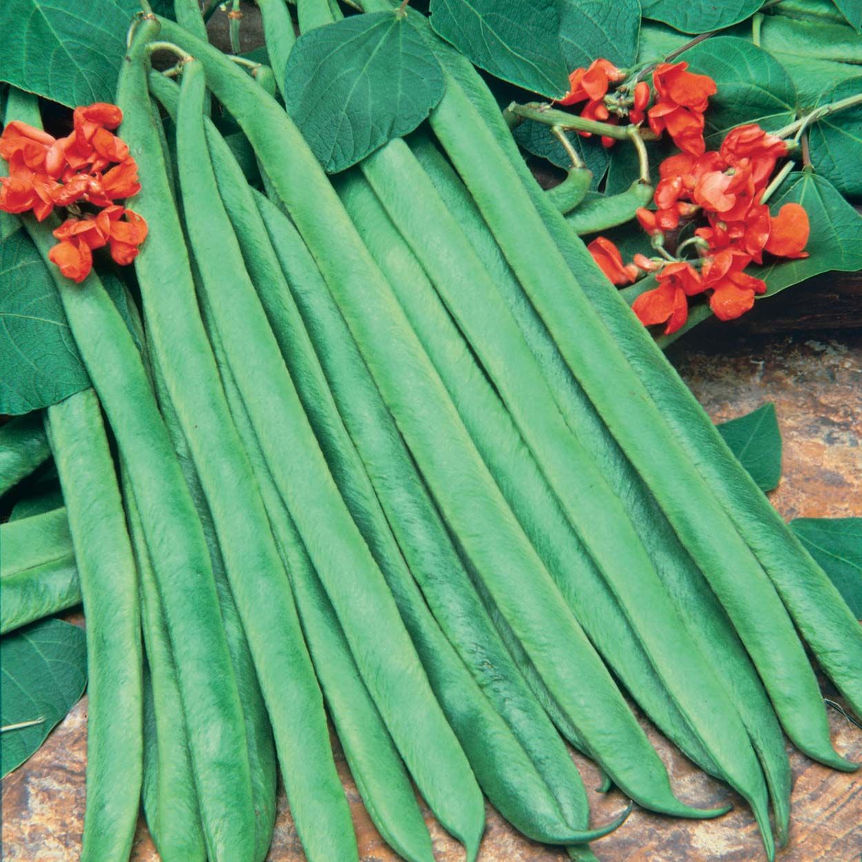 Runner Bean Scarlet Emperor (Organic)