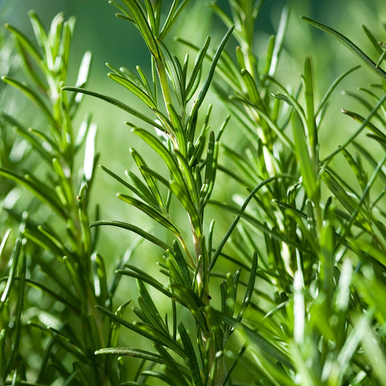 Rosemary 13cm