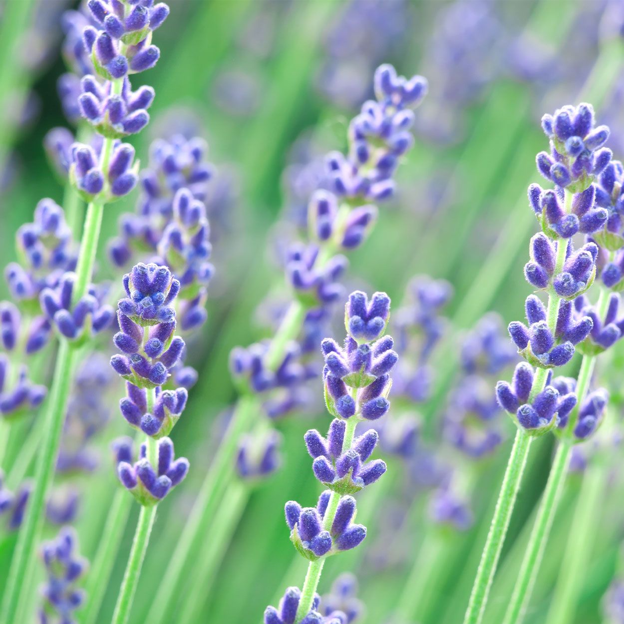Lavender Munstead 13cm