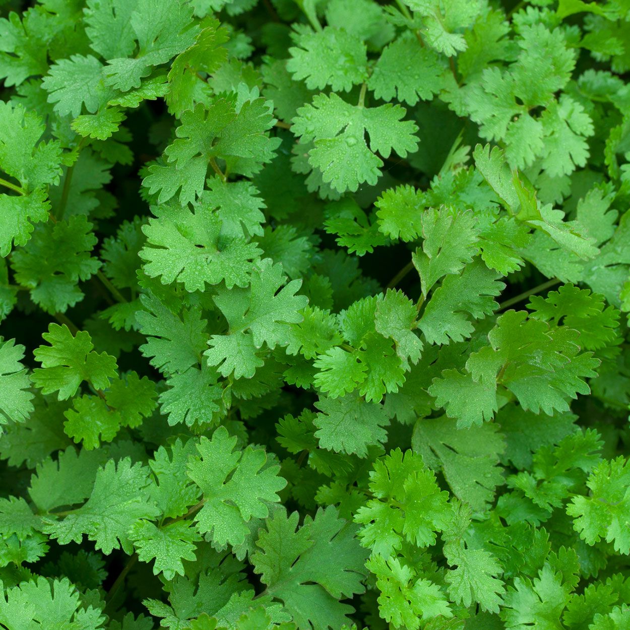 Coriander 13cm