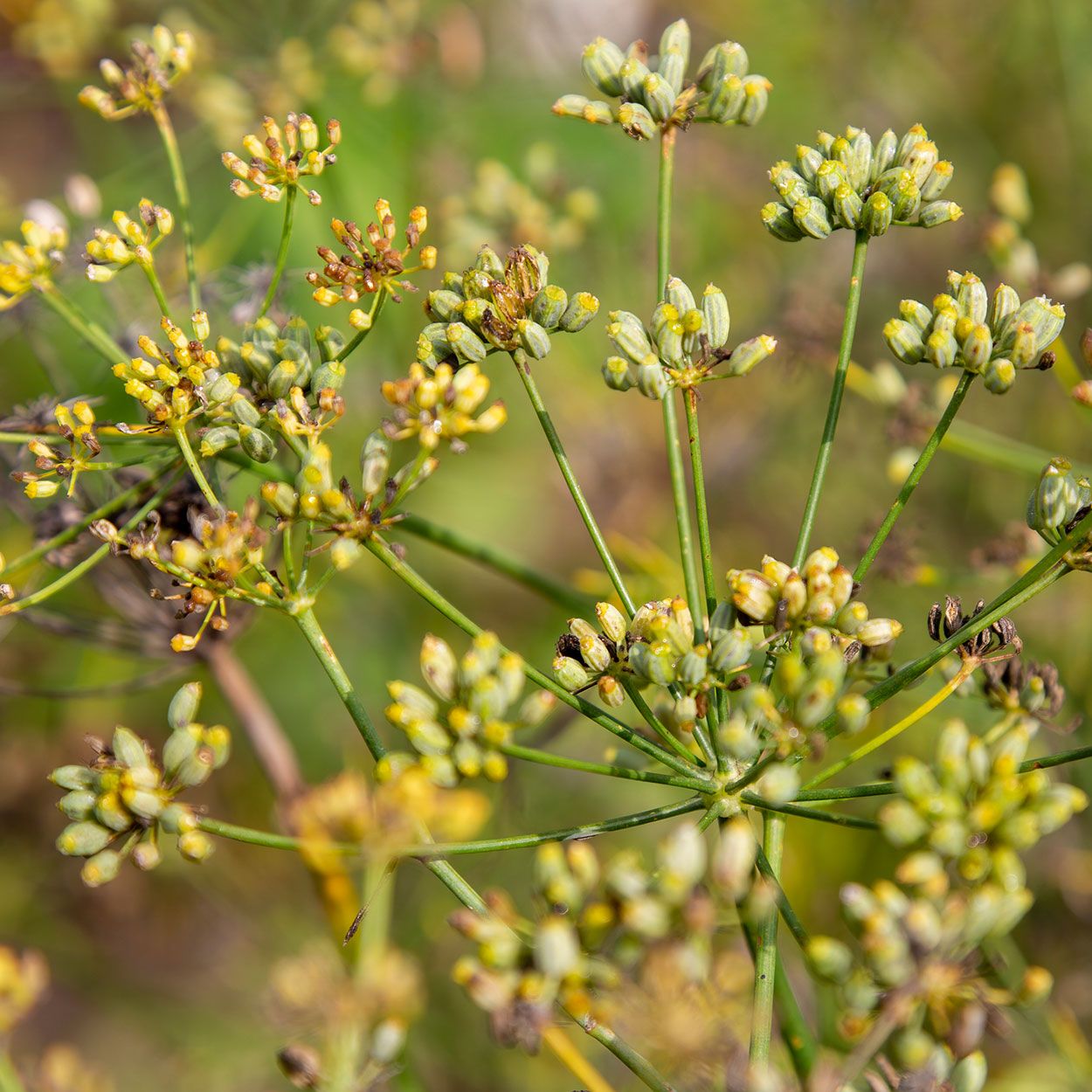 Fennel 13cm