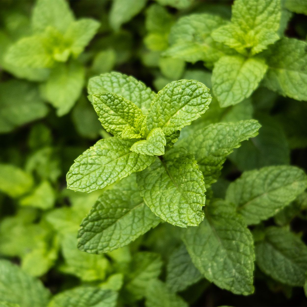 Mint 13cm