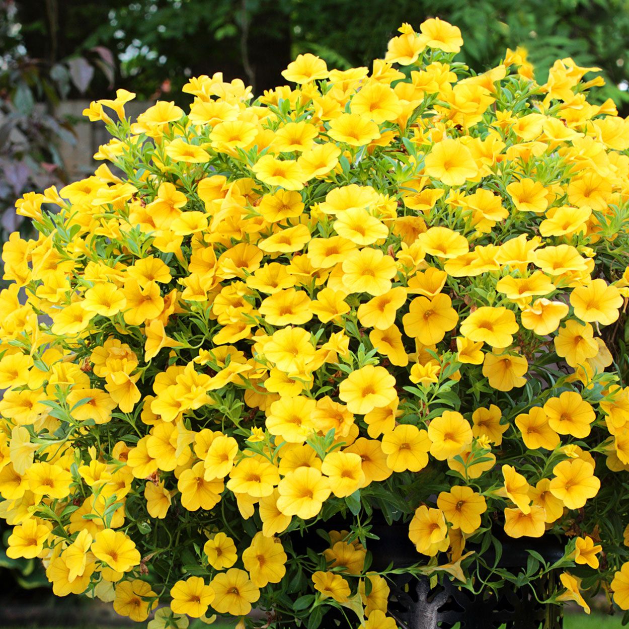 1.5L Bees Knees Petunia