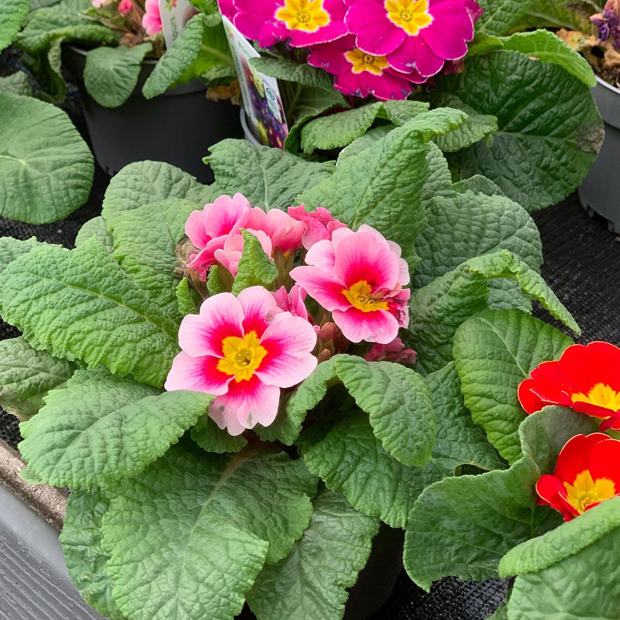 Primula Acaulis 10.5cm