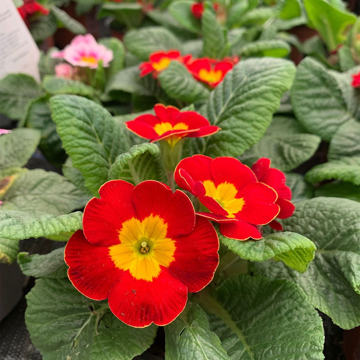 Primula Acaulis 10.5cm