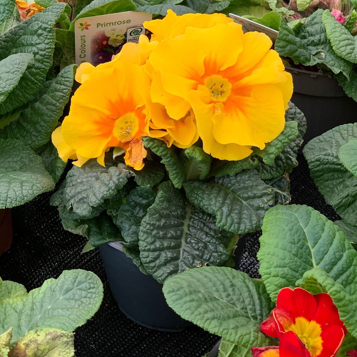 Primula Acaulis 10.5cm