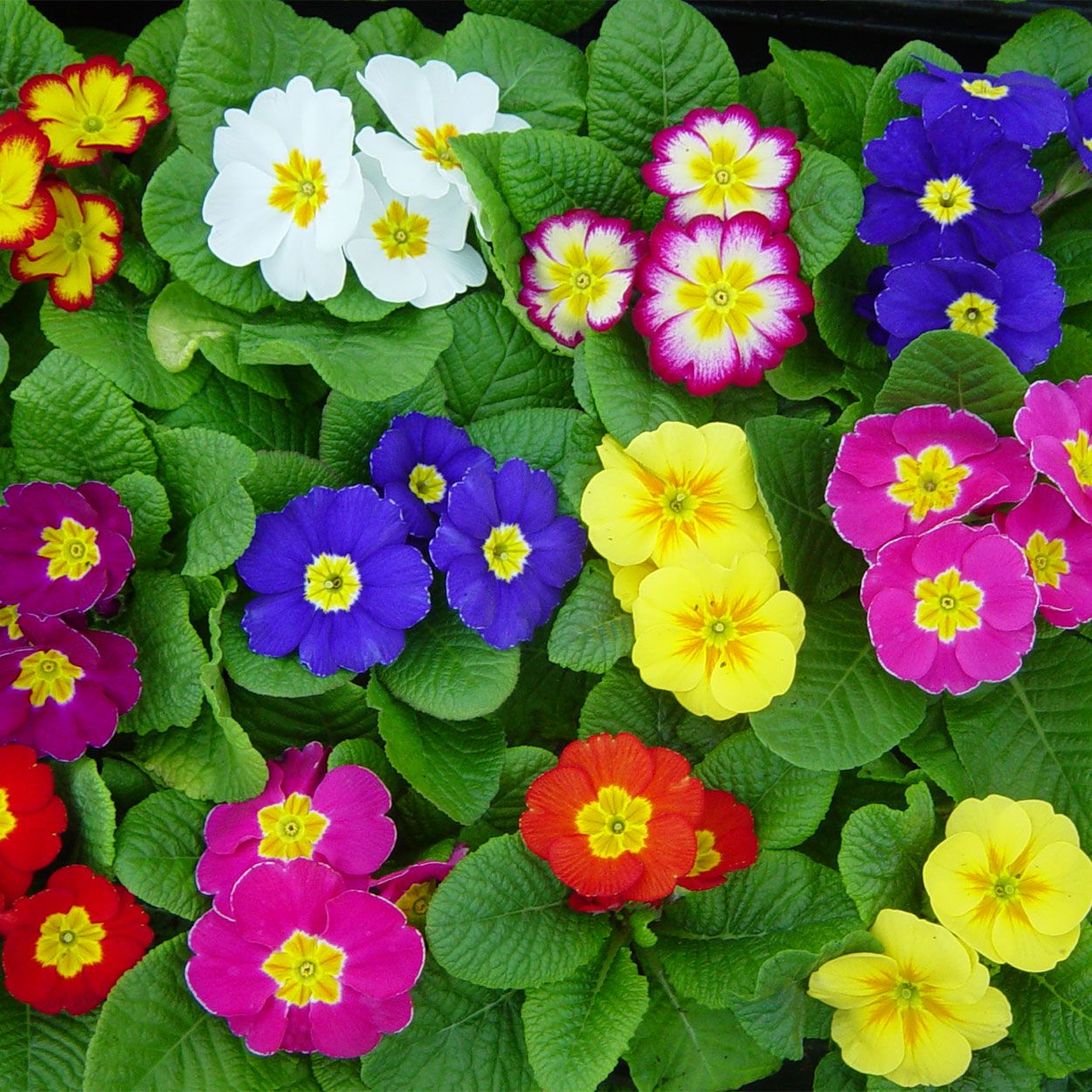 Primula Acaulis 10.5cm