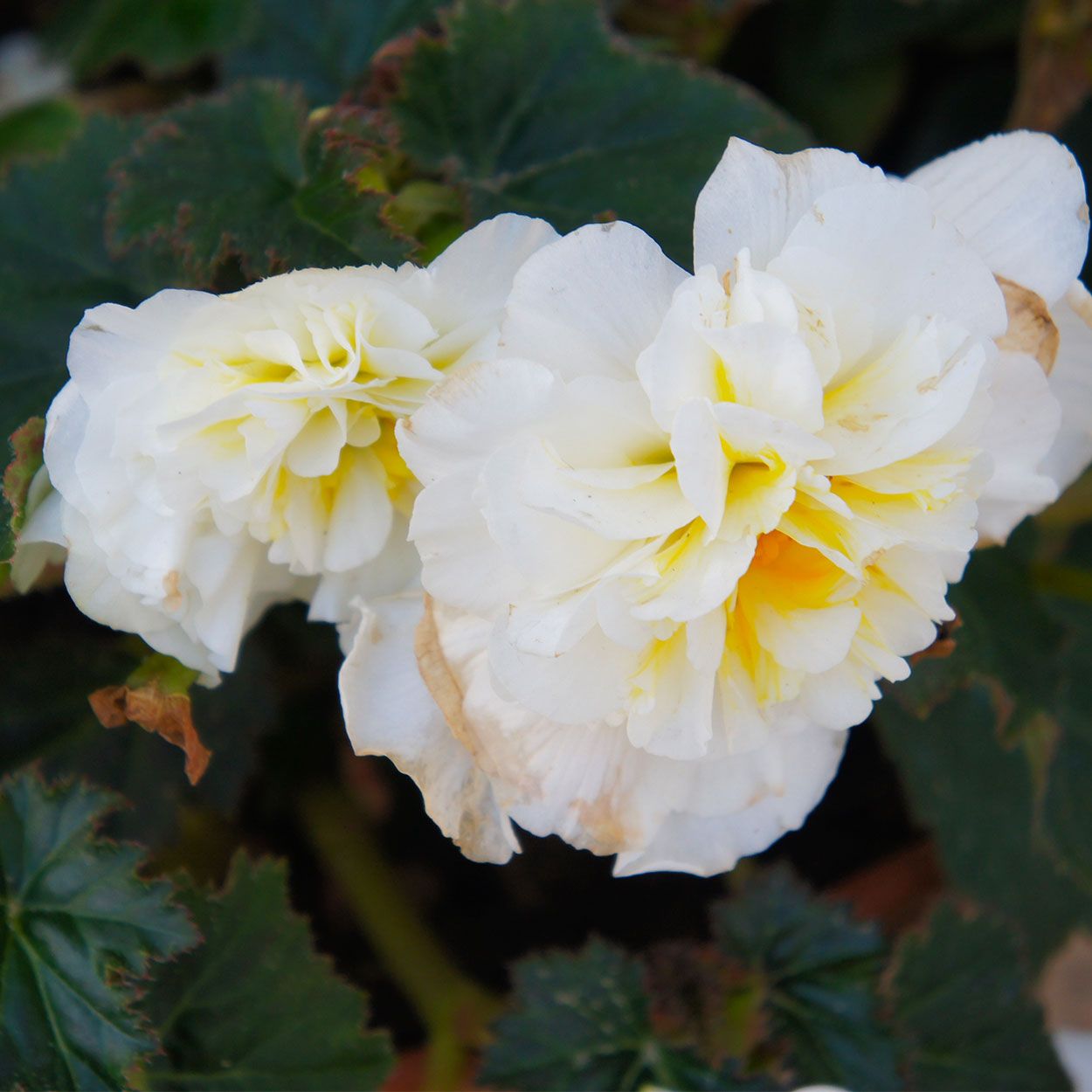 Begonia Double White 2Pack