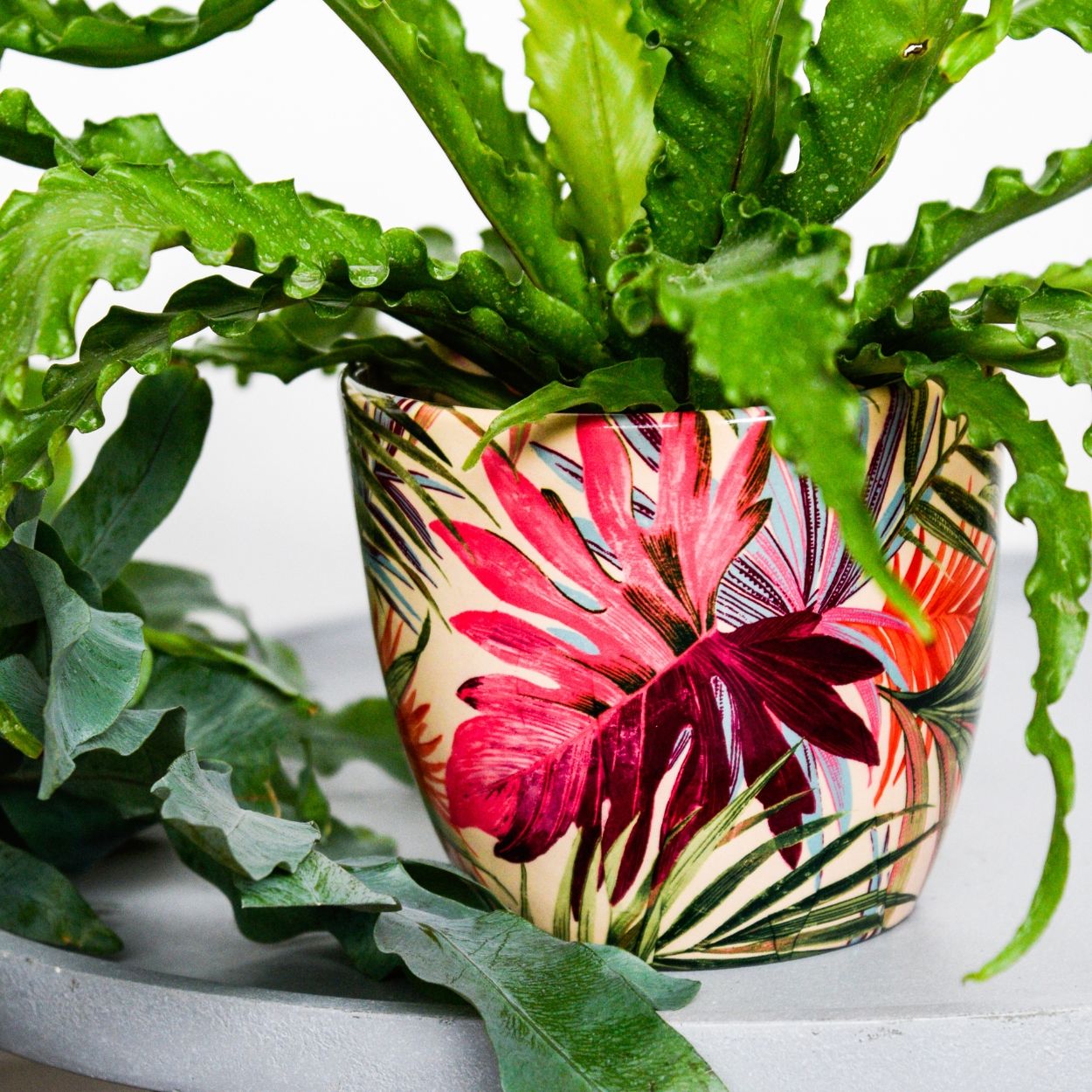 Monza Tropical Fuchsia Planter 13cm