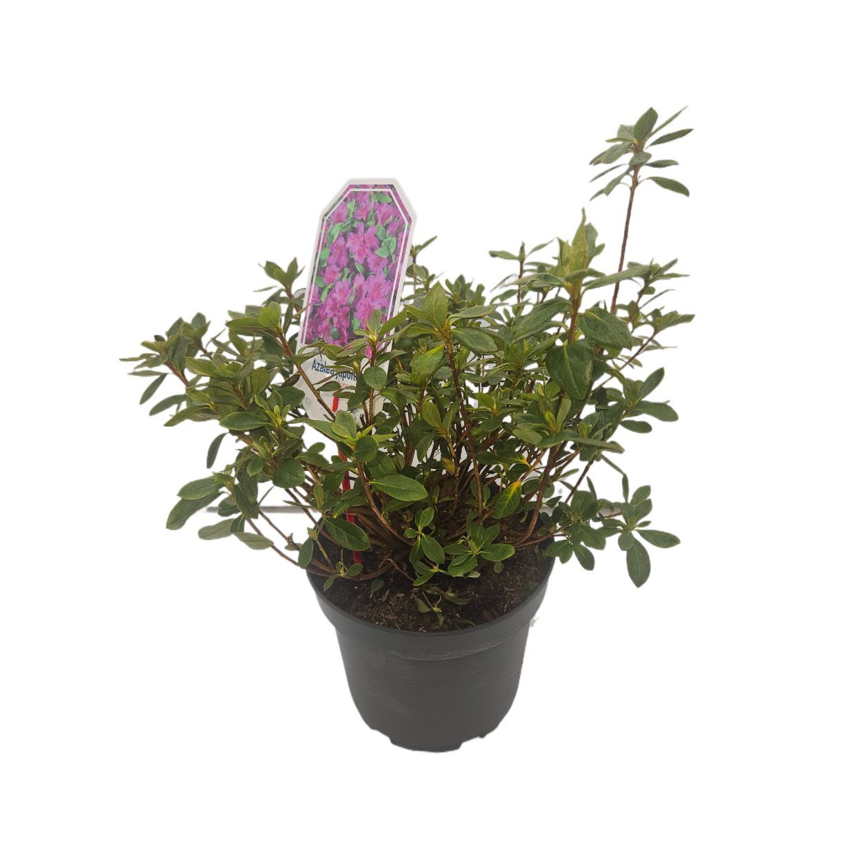 Rhododendron Dwerg Mix 17cm