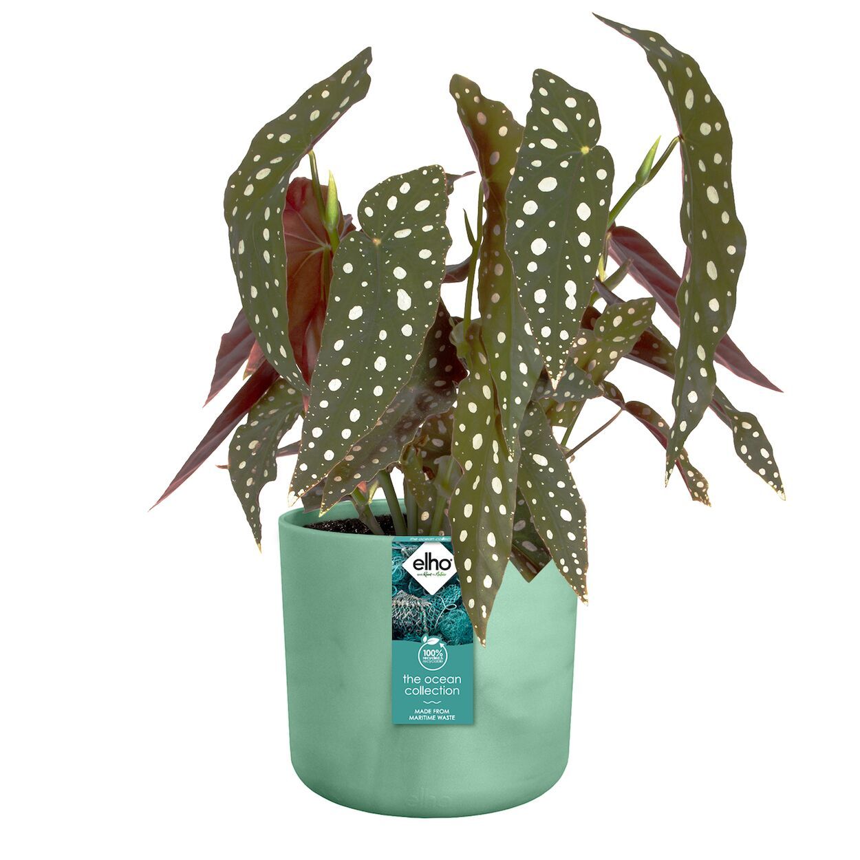 The Ocean Collection Pot 16cm Green