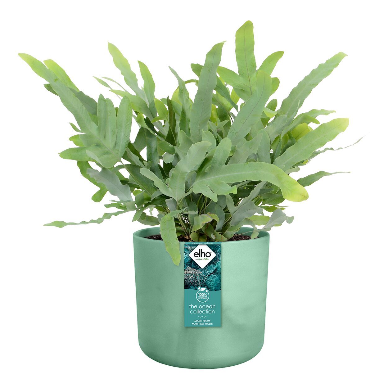 The Ocean Collection Pot 18cm Green